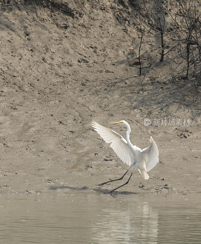 大白鹭，Ardea alba，正在降落。桑德班斯，印度n.p.